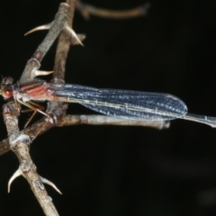 Xanthagrion erythroneurum (Red & Blue Damsel) at Wollogorang, NSW - 9 Jan 2022 by jb2602