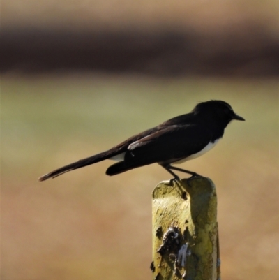 Rhipidura leucophrys (Willie Wagtail) at Ingham, QLD - 11 Oct 2020 by TerryS