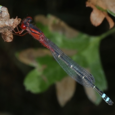 Xanthagrion erythroneurum (Red & Blue Damsel) at Wollogorang, NSW - 9 Jan 2022 by jb2602