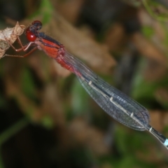 Xanthagrion erythroneurum at Wollogorang, NSW - 9 Jan 2022 04:30 PM