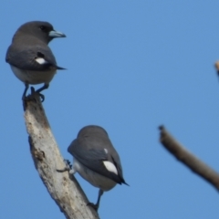 Artamus leucorynchus (White-breasted Woodswallow) at Coolbie, QLD - 16 Oct 2020 by TerryS