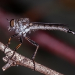 Cerdistus sp. (genus) (Yellow Slender Robber Fly) at Callum Brae - 10 Jan 2022 by rawshorty