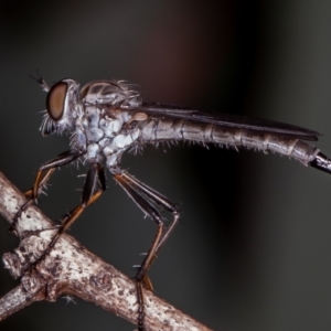 Cerdistus sp. (genus) at Symonston, ACT - 10 Jan 2022