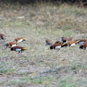 Lonchura castaneothorax at Gairloch, QLD - 16 Oct 2020