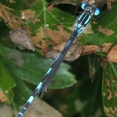 Austrolestes annulosus (Blue Ringtail) at Wollogorang, NSW - 9 Jan 2022 by jbromilow50