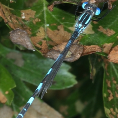 Austrolestes annulosus (Blue Ringtail) at Wollogorang, NSW - 9 Jan 2022 by jb2602