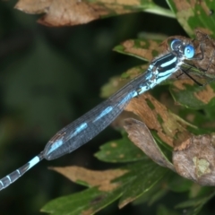 Austrolestes annulosus at Wollogorang, NSW - 9 Jan 2022 05:26 PM