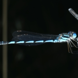 Austrolestes annulosus at Wollogorang, NSW - 9 Jan 2022 05:26 PM