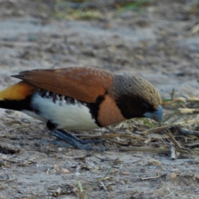 Lonchura castaneothorax (Chestnut-breasted Mannikin) at Gairloch, QLD - 16 Oct 2020 by TerryS