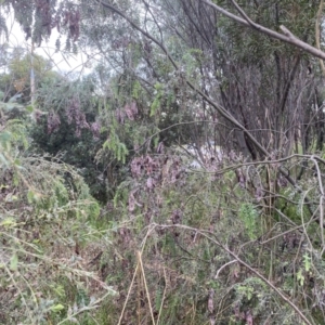 Callocephalon fimbriatum at Cook, ACT - suppressed