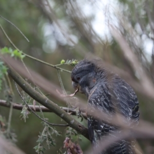 Callocephalon fimbriatum at Cook, ACT - 11 Jan 2022