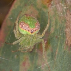 Araneus circulissparsus (species group) (Speckled Orb-weaver) at Callum Brae - 10 Jan 2022 by rawshorty