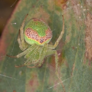 Araneus circulissparsus (species group) at Jerrabomberra, ACT - 10 Jan 2022 12:50 PM