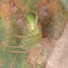 Araneus circulissparsus (species group) at Jerrabomberra, ACT - 10 Jan 2022