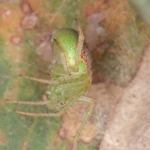 Araneus circulissparsus (species group) at Jerrabomberra, ACT - 10 Jan 2022