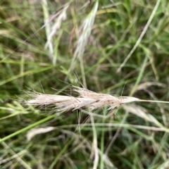 Rytidosperma sp. (Wallaby Grass) at Googong, NSW - 10 Jan 2022 by Wandiyali