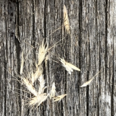 Rytidosperma sp. at Googong, NSW - 11 Jan 2022