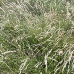 Rytidosperma sp. at Googong, NSW - 11 Jan 2022