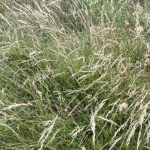 Rytidosperma sp. at Googong, NSW - 11 Jan 2022