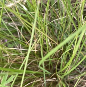 Rytidosperma sp. at Googong, NSW - 11 Jan 2022