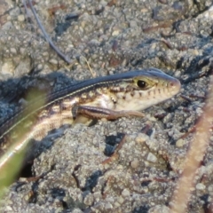 Ctenotus robustus (Robust Striped-skink) at Lake George, NSW - 10 Jan 2022 by Christine