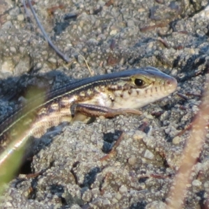 Ctenotus robustus at Lake George, NSW - 10 Jan 2022 06:59 PM