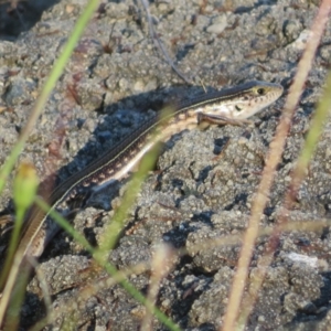 Ctenotus robustus at Lake George, NSW - 10 Jan 2022 06:59 PM