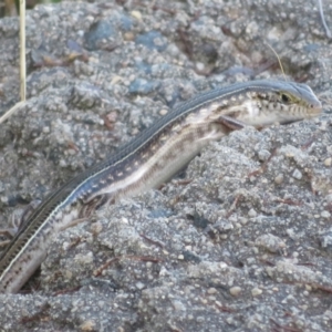 Ctenotus robustus at Lake George, NSW - 10 Jan 2022 06:59 PM