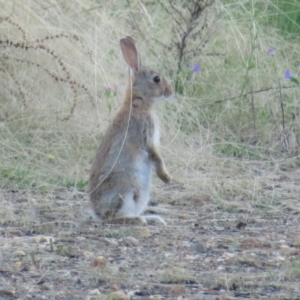 Oryctolagus cuniculus at Lake George, NSW - 10 Jan 2022