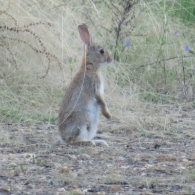 Oryctolagus cuniculus (European Rabbit) at QPRC LGA - 10 Jan 2022 by Christine