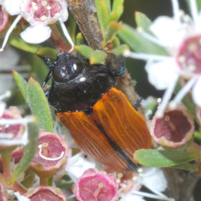 Castiarina rufipennis (Jewel beetle) at Molonglo Valley, ACT - 5 Jan 2022 by Harrisi