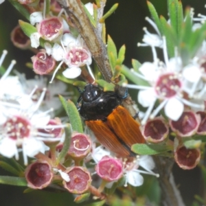 Castiarina rufipennis at Molonglo Valley, ACT - 5 Jan 2022