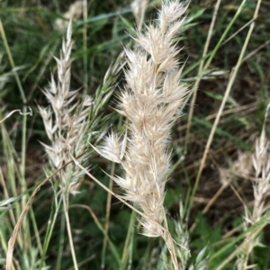 Rytidosperma sp. at Googong, NSW - 11 Jan 2022