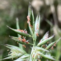 Rytidosperma sp. at Googong, NSW - 11 Jan 2022 08:57 AM