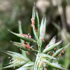 Rytidosperma sp. at Googong, NSW - 11 Jan 2022