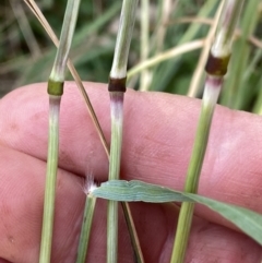 Rytidosperma sp. at Googong, NSW - 11 Jan 2022