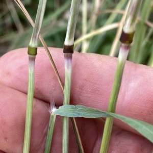 Rytidosperma sp. at Googong, NSW - 11 Jan 2022