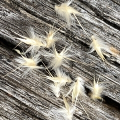 Rytidosperma sp. at Googong, NSW - 11 Jan 2022 08:57 AM