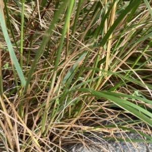 Rytidosperma sp. at Googong, NSW - 11 Jan 2022 08:20 AM