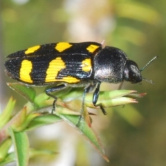 Castiarina australasiae (A jewel beetle) at Cotter River, ACT - 3 Jan 2022 by Harrisi