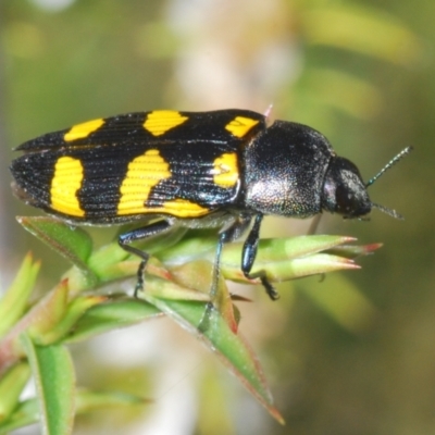Castiarina australasiae (A jewel beetle) at Lower Cotter Catchment - 3 Jan 2022 by Harrisi