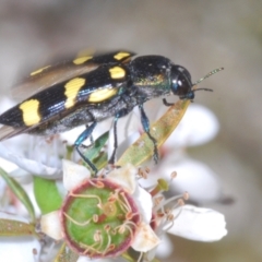 Castiarina australasiae at Cotter River, ACT - 3 Jan 2022 12:08 PM