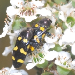 Castiarina australasiae at Cotter River, ACT - 3 Jan 2022 12:08 PM