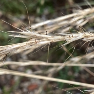 Rytidosperma racemosum at Googong, NSW - 11 Jan 2022