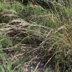 Rytidosperma racemosum at Googong, NSW - 11 Jan 2022