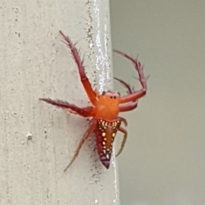 Arkys walckenaeri (Triangle spider) at Sutton, NSW - 11 Jan 2022 by Marchien