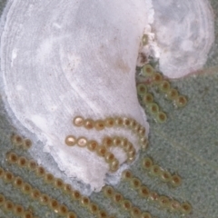 Lasiopsylla sp. (genus) at Jerrabomberra, ACT - 29 Dec 2021