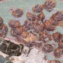 Spondyliaspis plicatuloides (Shell Lerps) at Callum Brae - 29 Dec 2021 by rawshorty