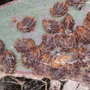 Spondyliaspis plicatuloides at Jerrabomberra, ACT - 29 Dec 2021