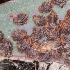 Spondyliaspis plicatuloides at Jerrabomberra, ACT - 29 Dec 2021